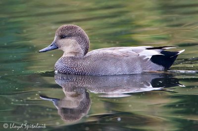 Gadwall (male)