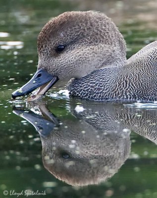 Gadwall
