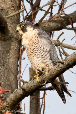 Peregrine Falcon