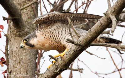 Peregrine Falcon