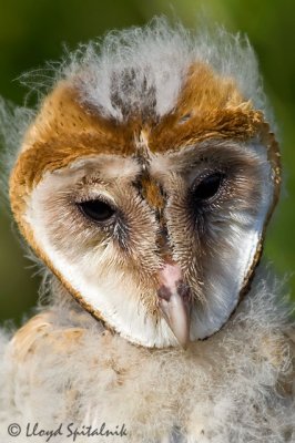 Barn Owl