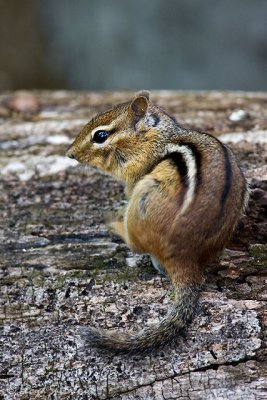 Eastern Chipmunk