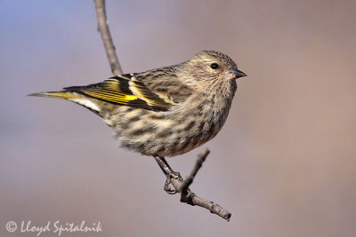 Pine Siskin