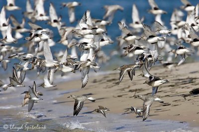  Black-bellied Plover & Dunlin