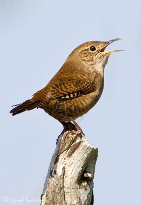 House Wren