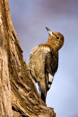 Red-headed Woodpecker (juvenile)