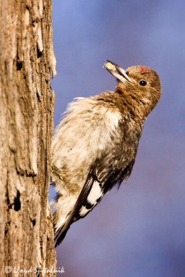 Red-headed Woodpecker (juvenile)