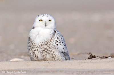 Snowy Owl