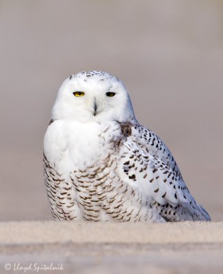 Snowy Owl