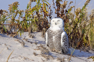 Snowy Owl