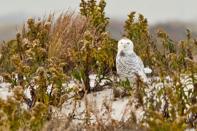 Snowy Owl