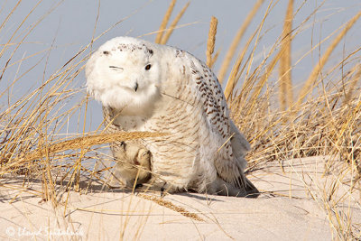 Snowy Owl