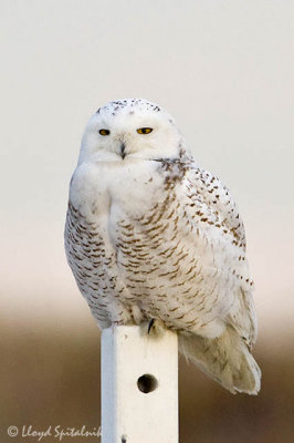 Snowy Owl