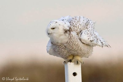 Snowy Owl