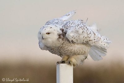 Snowy Owl