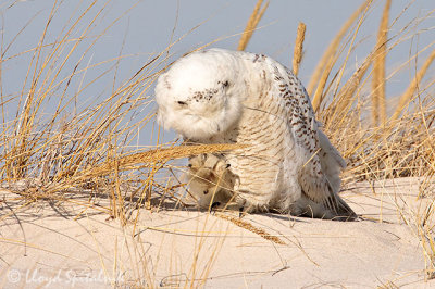 Snowy Owl