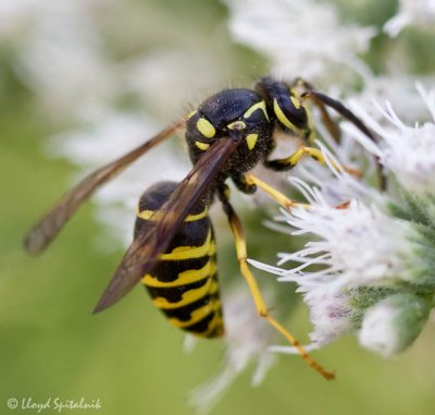 Common Aerial Yellowjacket  (male)