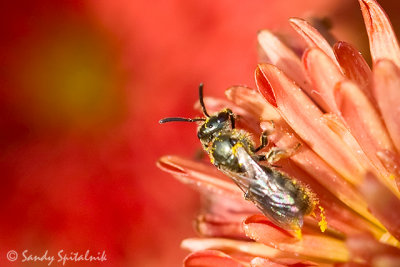 Sweat Bee (female)