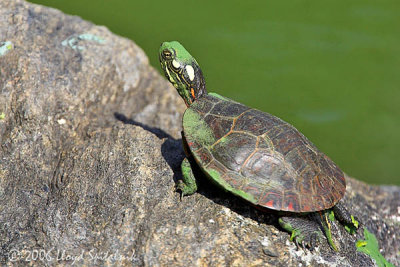 Eastern Painted Turtle