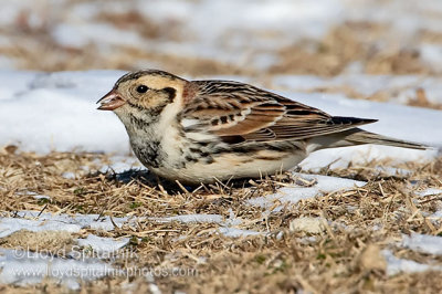 Lapland Longspur