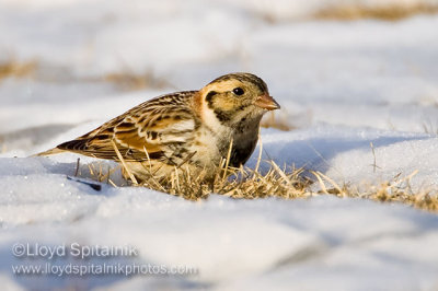 Lapland Longspur (male)