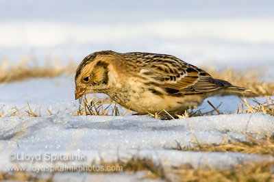 Lapland Longspur