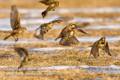 Lapland Longspur (with Snow Bunting & Horned Lark)
