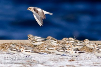 Snow Bunting