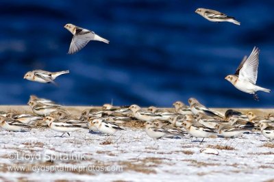 Snow Bunting