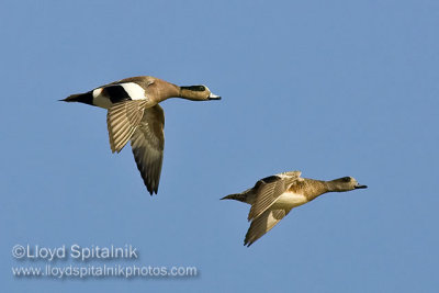American Wigeon