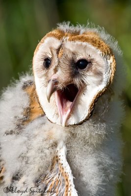 Barn Owl