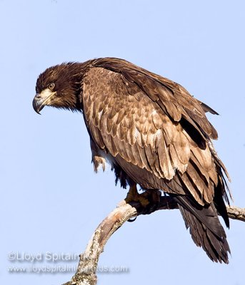 Bald Eagle