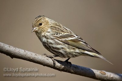 Pine Siskin