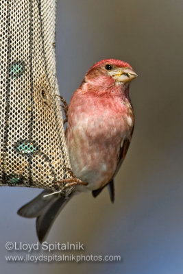 Purple Finch