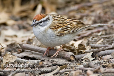 Chipping Sparrow