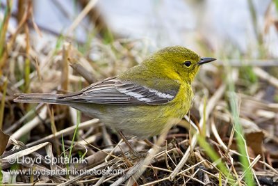 Pine Warbler