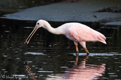 Roseate Spoonbill