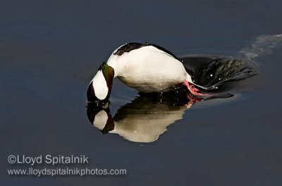 Bufflehead 