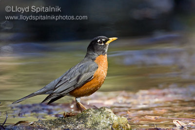 American Robin