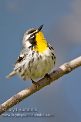 Yellow-throated Warbler