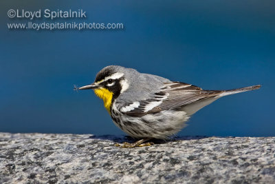 Yellow-throated Warbler