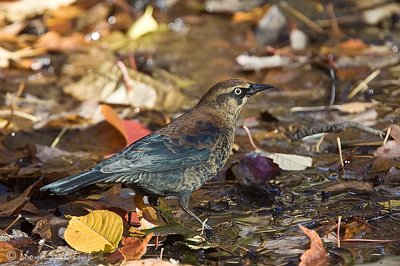 Rusty Blackbird