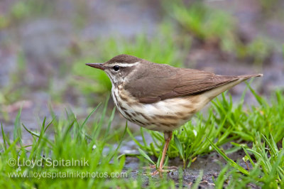 Louisiana Waterthrush