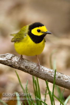 Hooded Warbler