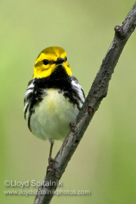Black-throated  Green Warbler (male)