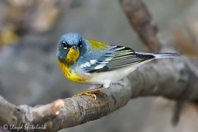 Northern Parula