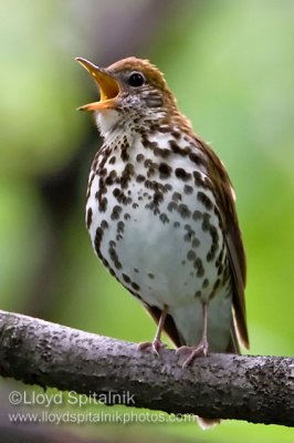 Wood Thrush