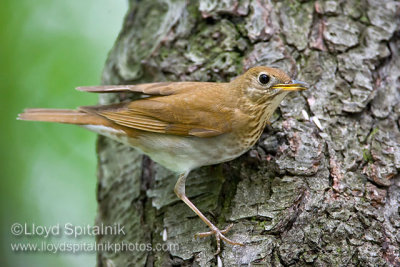 Veery