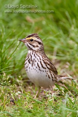 Savannah Sparrow