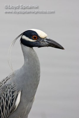 Yellow-crowned Night-Heron